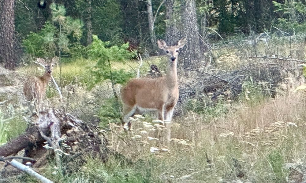 Two whitetail deer does 