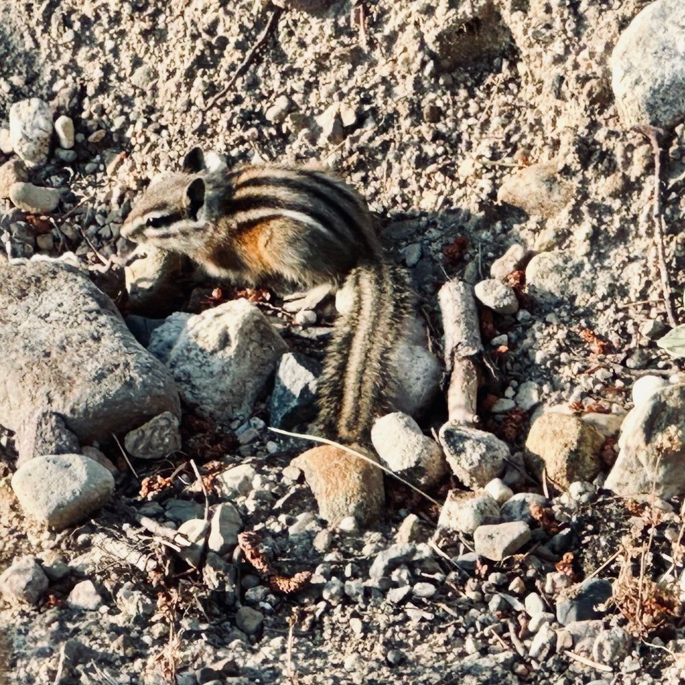 Chipmunk on small rocks and dirt 