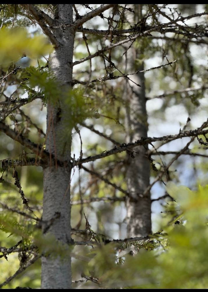 Between the two of us ~ two small conifer tree trunks with a bit of lichen growth on their branches 