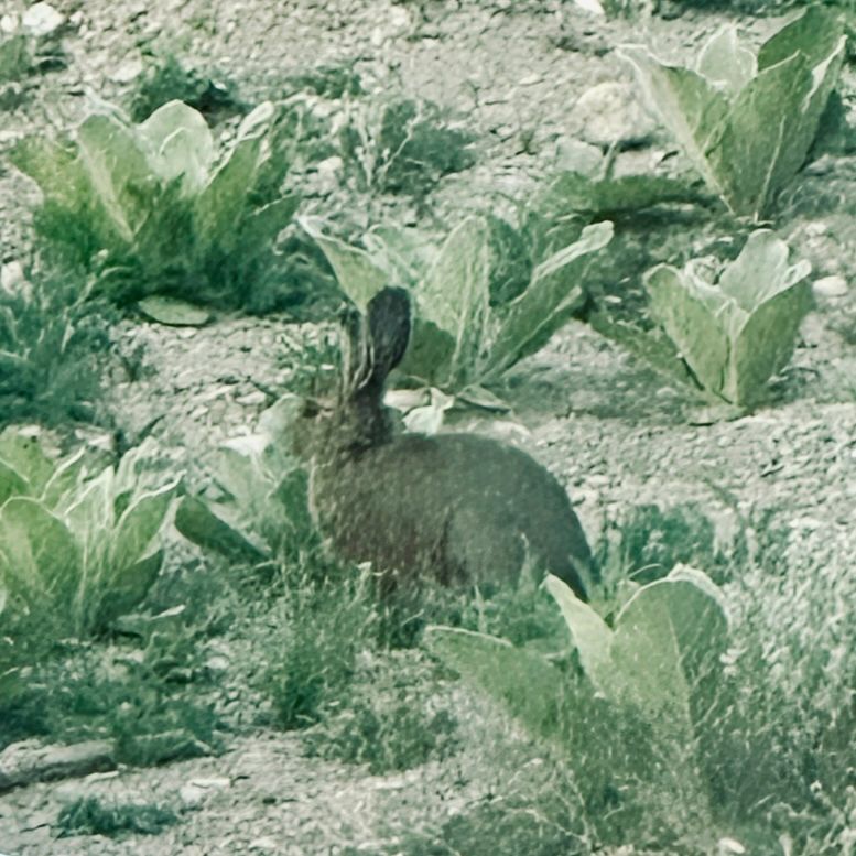 Hare surrounded with tasty weeds 