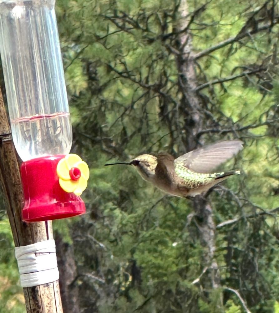 Side view of a hummingbird coming in for a drink from a small feeder 