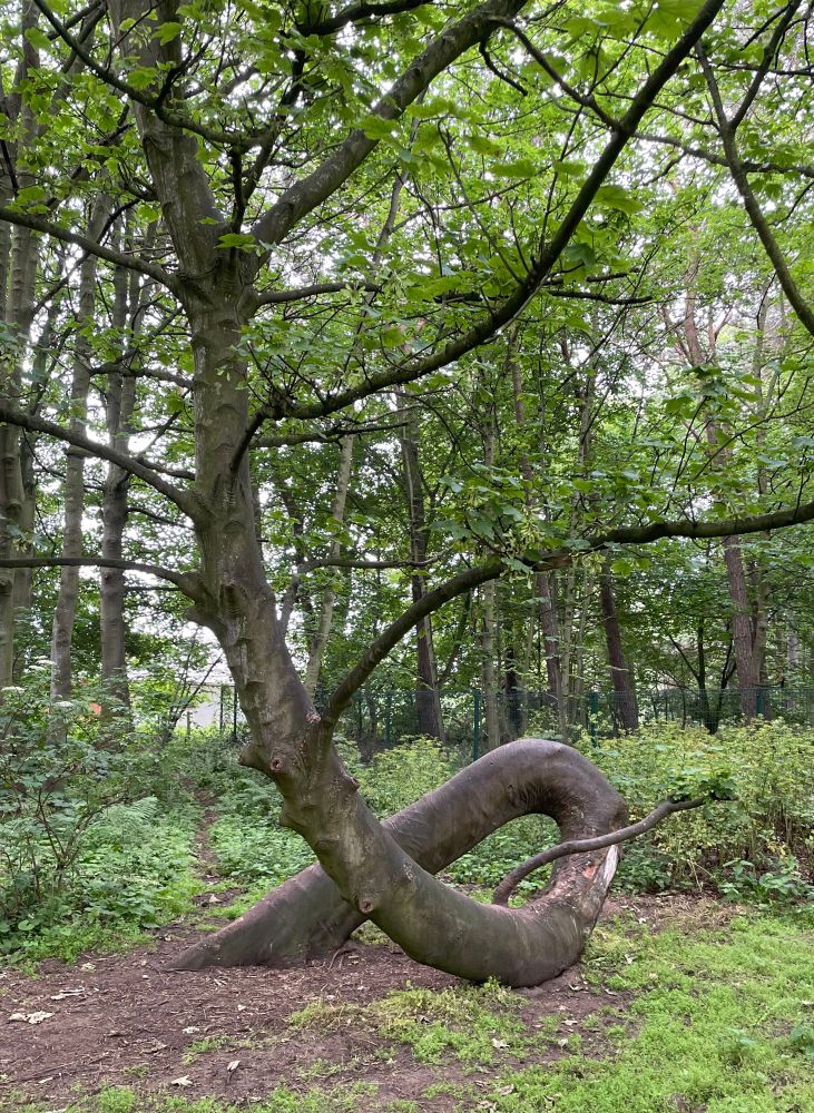 A tree looping the loop 
