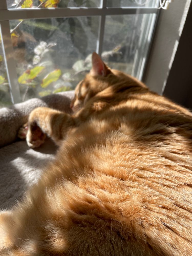 Chunky orange cat sleeping