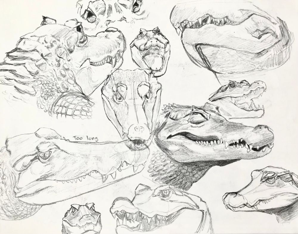 Cuvier's Dwarf Caiman, Broad-Snouted Caiman, and a Black Caiman.
