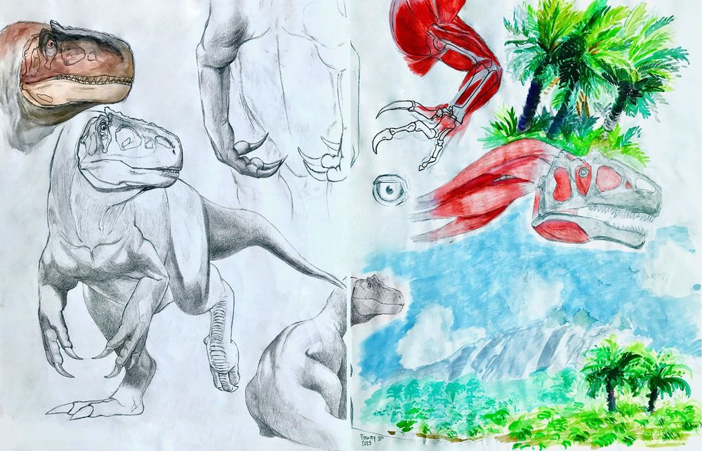 Two pages from my sketchbook from 2023. They show graphite sketches and studies of Allosaurus I made with a mechanical pencil on the left page. On the right are some watercolors of the musculature of an Allosaurus' arm and neck along with some conifer plants.
