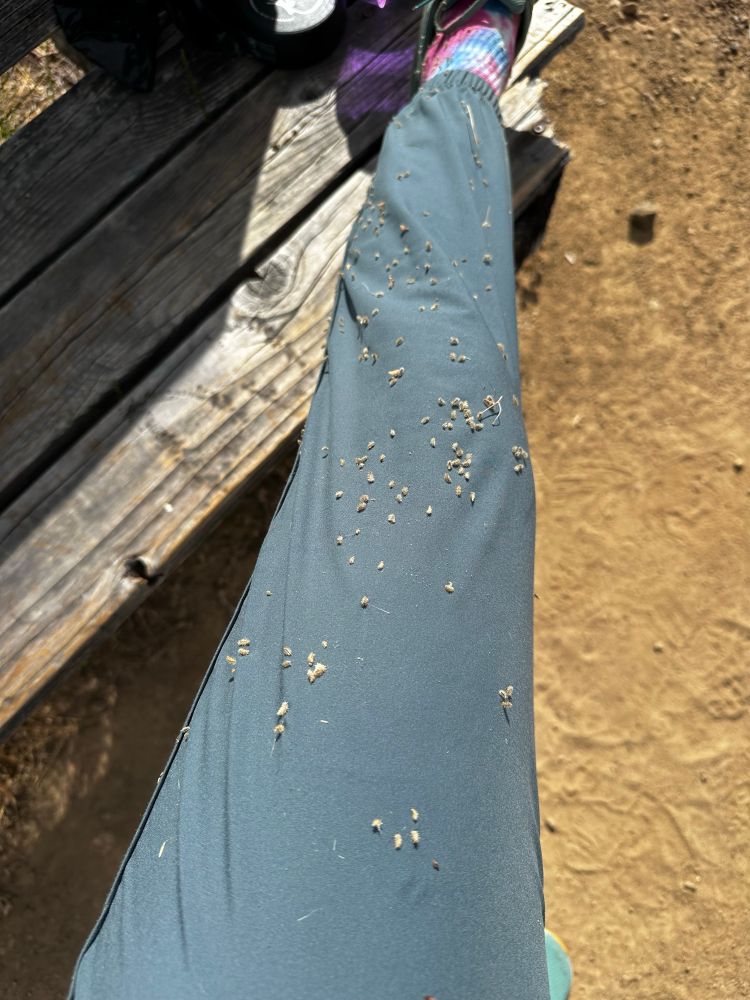 Photo of leg pant covered in seeds. 