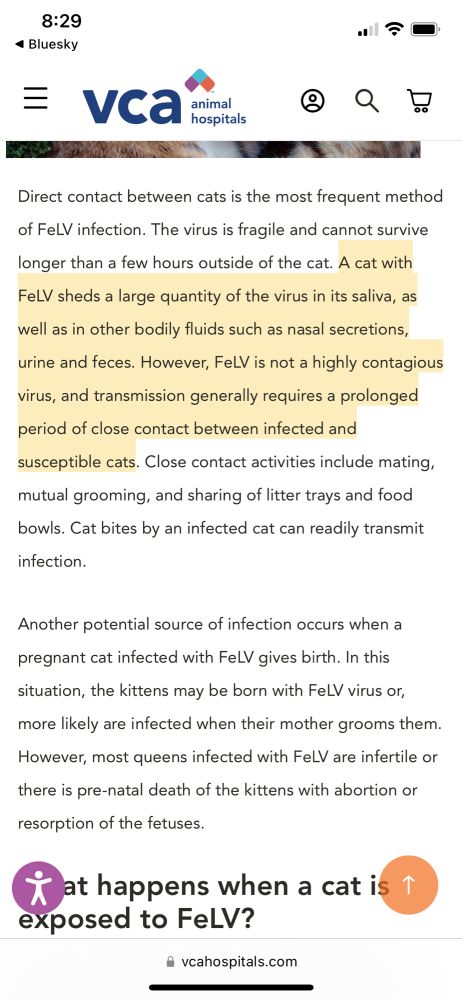 Picture from an article stating that FeLv is transmitted in bodily fluids, but requires a prolonged period of close contact for transmission