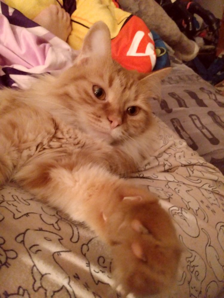 Fluffy orange Spaghetti 