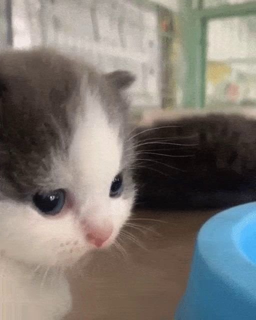 a gray and white kitten looks at a blue bowl