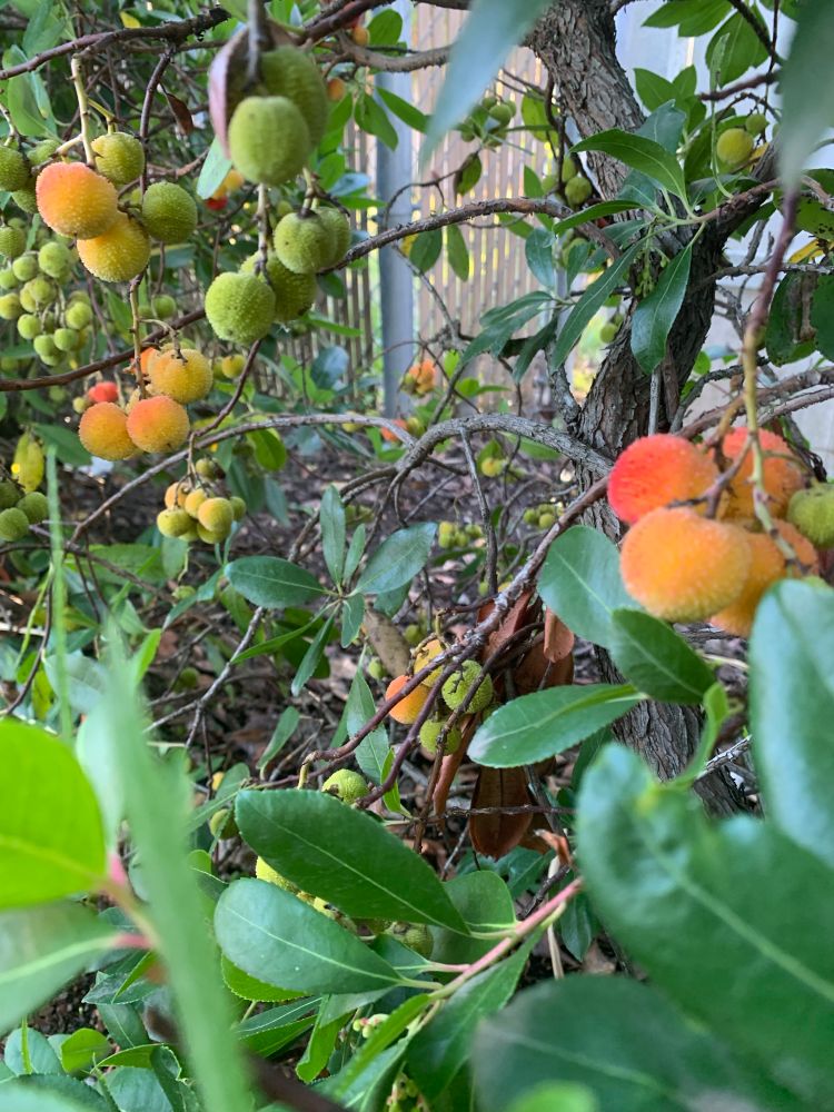 The fruits as seen growing