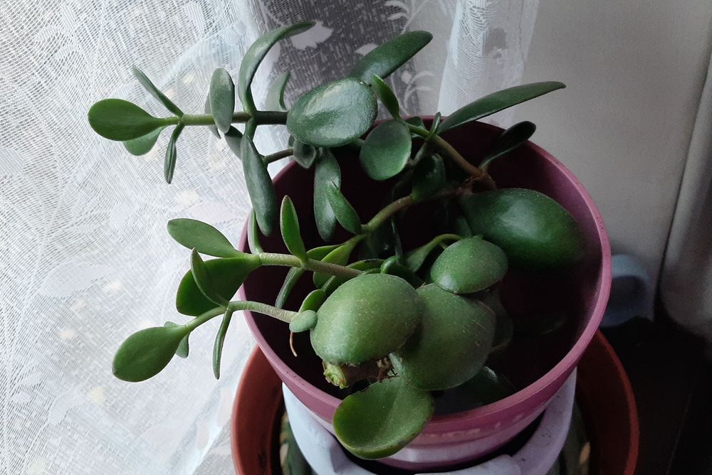A u-shaped, pruned branch of a jade plant with lots of new growth, perched in an unused pot for the callus to form