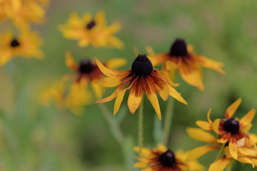 Brown Eyed Susans