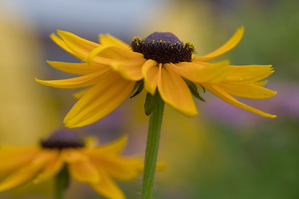 Brown Eyed Susan