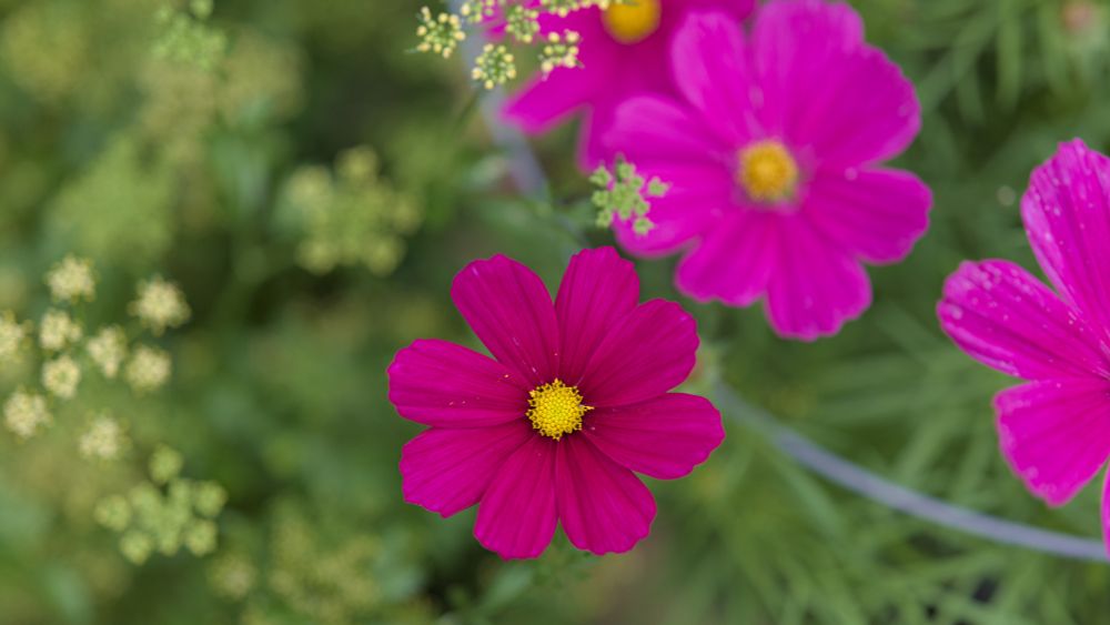 Cosmos