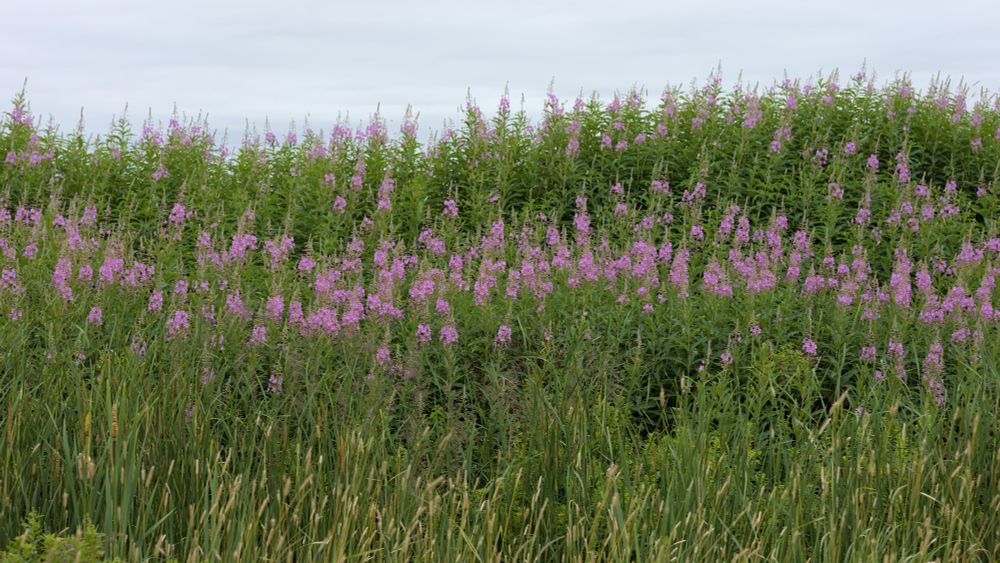 Fireweed