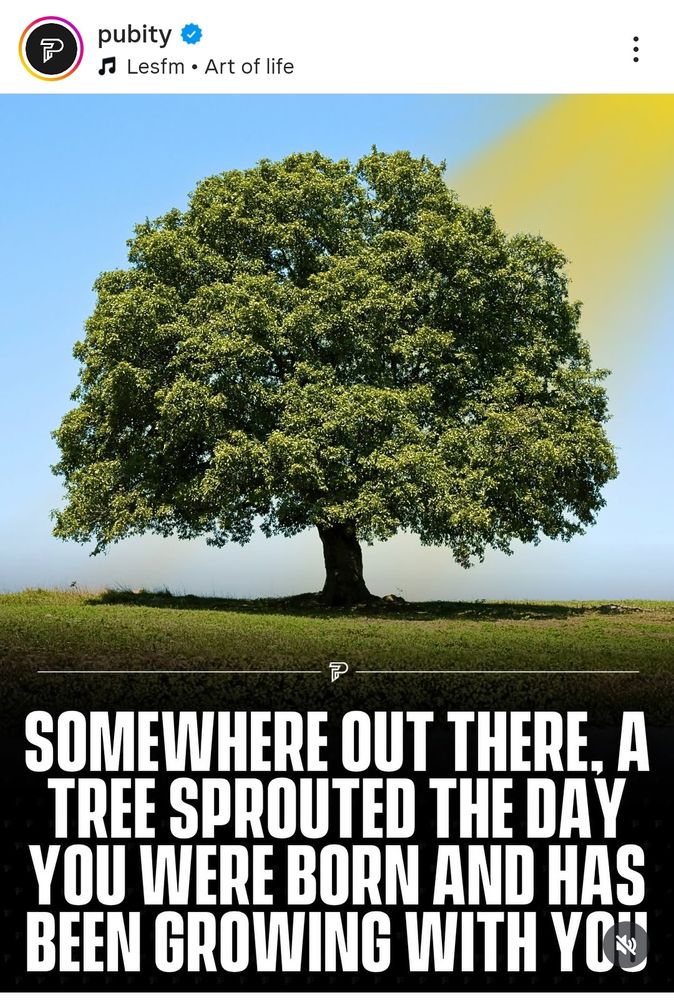 Uma árvore majestosa, a sua copa é formada por folhas verdes e recebe um raio de sol à direita. O céu está azul. No gramado, na parte de baixo da foto, está escrito em inglês: em algum lugar por aí, uma árvore brotou no dia em que você nasceu e vem crescendo com você. 