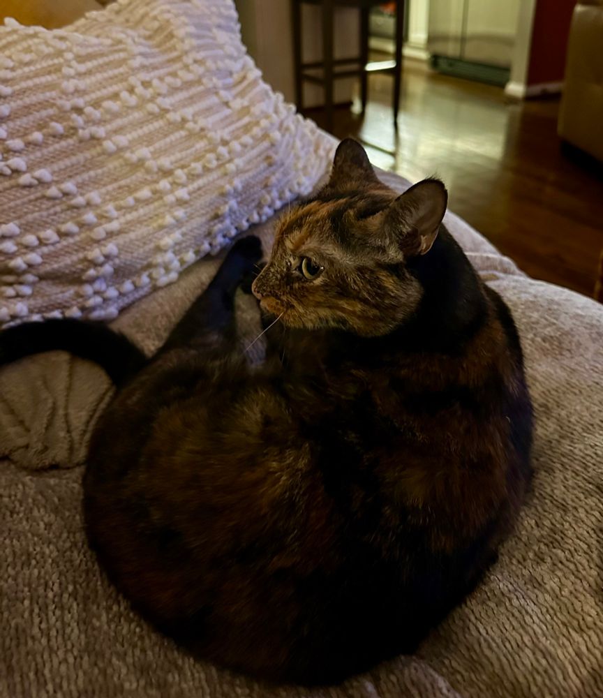 Tortoise shell colored canvas curled up on couch 