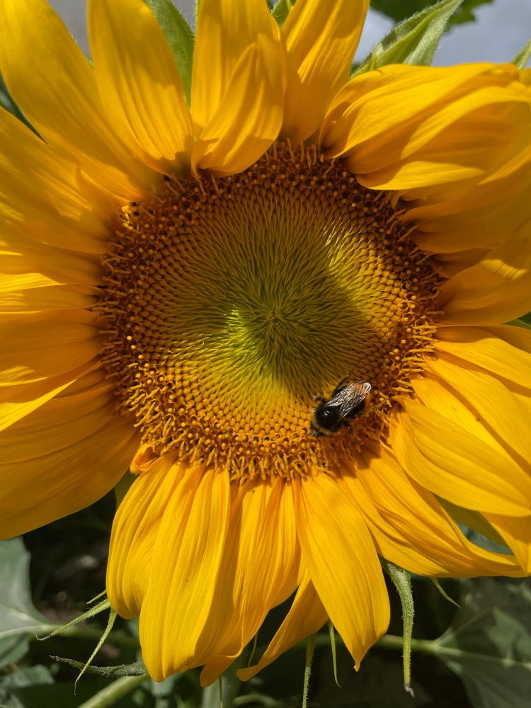 A large sunflower with a bumble bee