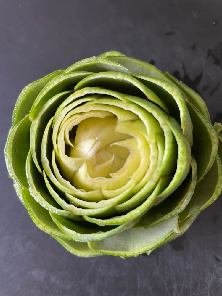 Gora’s first artichoke, cut, washed, and ready for steaming. The sharp leaves are trimmed and the top is cut off, exposing pretty circles of the vegetable 