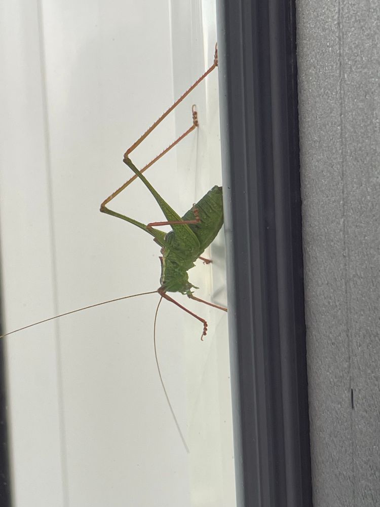 A giant green grasshopper on the garden window 