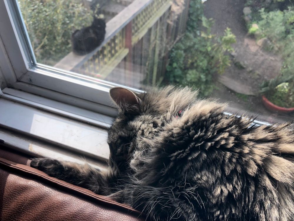A closeup of a fluffy brown tabby cat sleeping on a window sill. Out the window, a black cat can be seen crouched on a wooden fence.