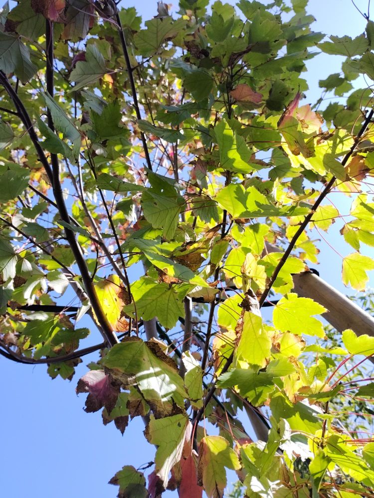 looking up at a young red maple of the October Glory variety, as the sun makes it's leaves glow.