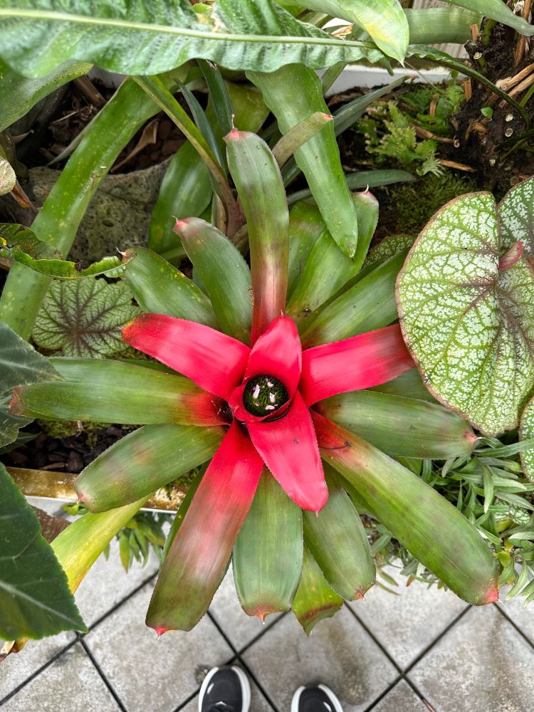 A bright red flower in the center of green leaves