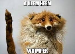 fucked up scrungly poorly taxidermied fox with the saddest eyes. meme text reads "a heem heem / whimper"