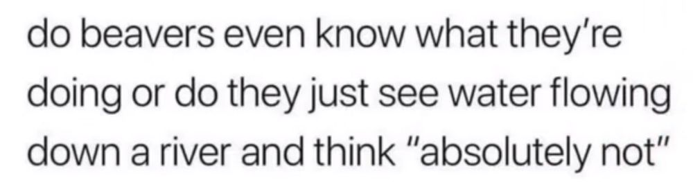 do beavers even know what they're doing or do they just see water flowing down a river and think "absolutely not"