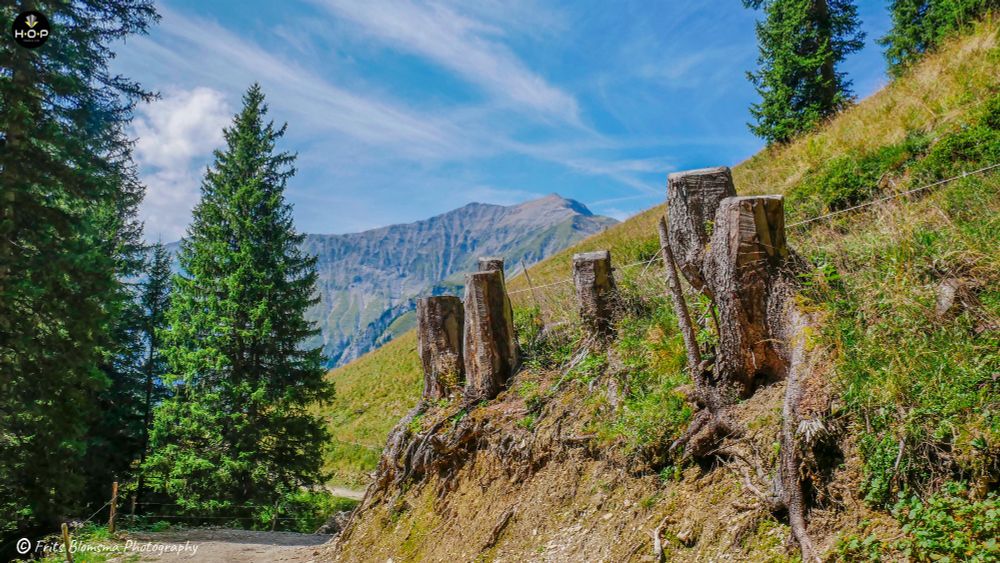 The image depicts a scene high up in the Alps. In the foreground, there's a dirt trail or road, suggesting a hiking path or a mountain access route. The prominent feature on the right is a steep, grassy incline shored up by a rustic fence made of thick, rough-cut wooden posts—likely old tree stumps—secured with wire. This kind of fencing is often used in the Alps to mark boundaries, secure terrain, or act as a simple barrier. The exposure of the soil and roots beneath the fence suggests the area has been stabilized or is subject to erosion.