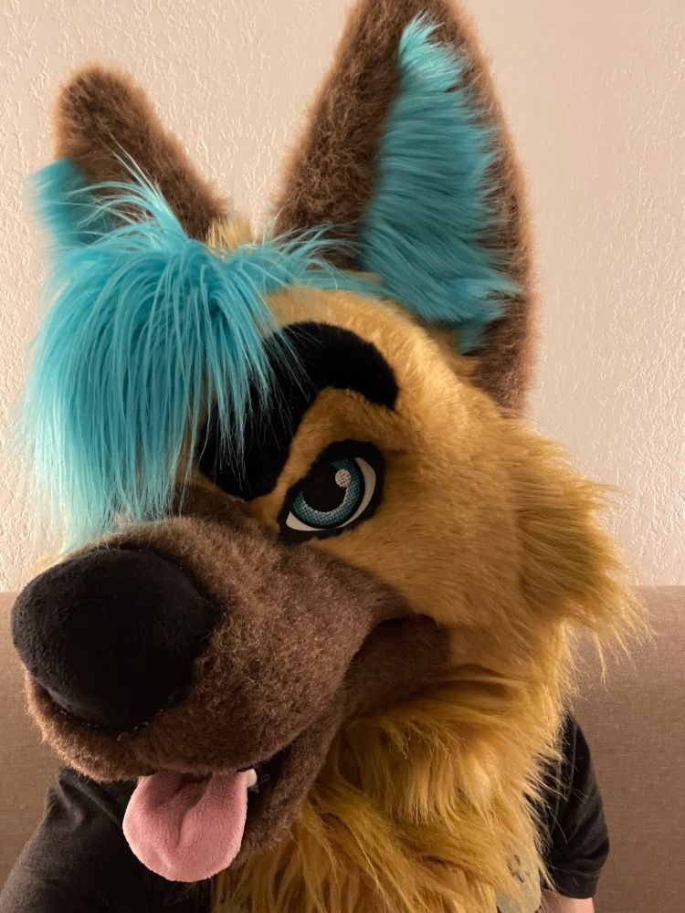 A blue German shepherd.