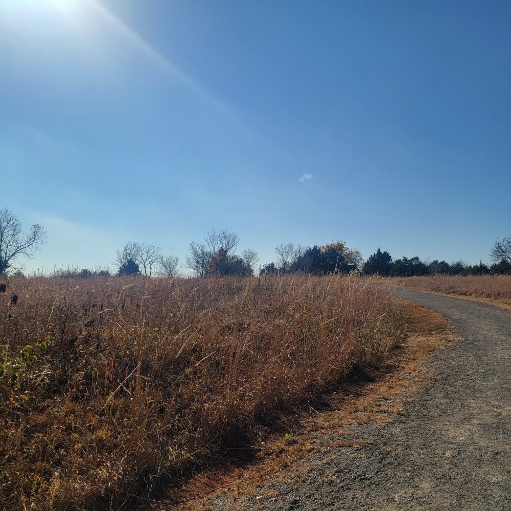 A sun-drenched meadow, and a dirt trail curving out of sight to the left