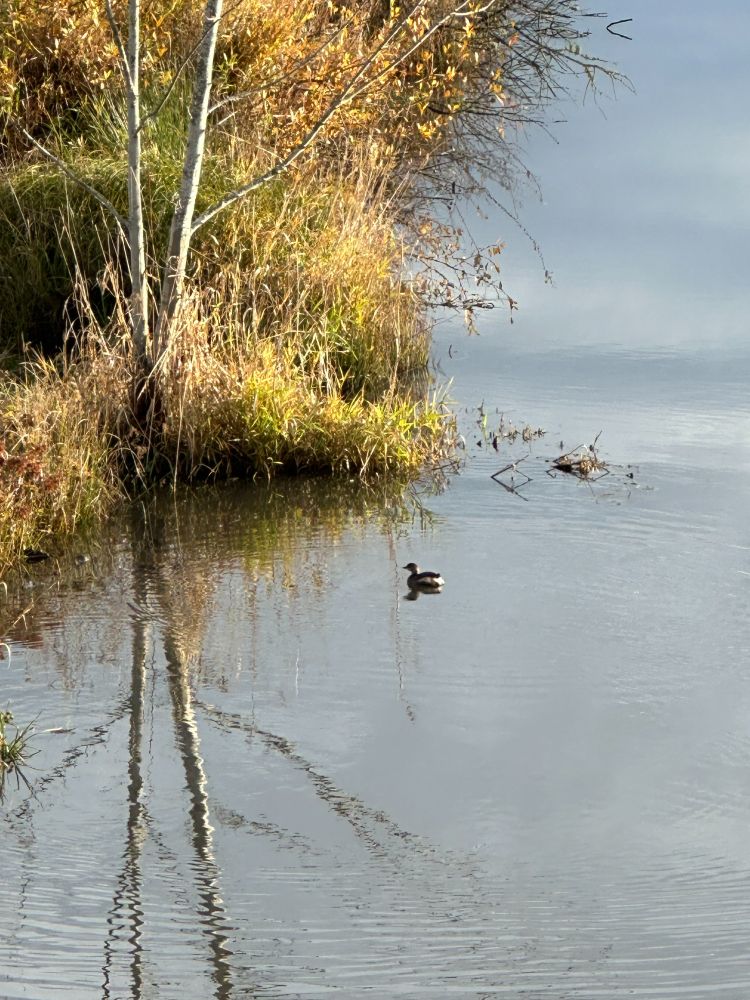 Subtle ripples encircling a grebe, swimming over beautiful reflections of trees and grass on the surface of the water.