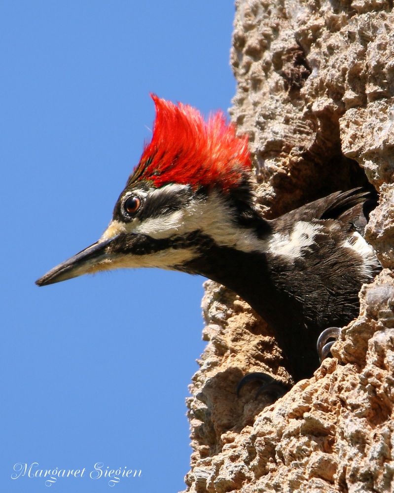 This striking photo captures a Pileated Woodpecker peeking out of a tree cavity, its vibrant red crest glowing against a clear blue sky.