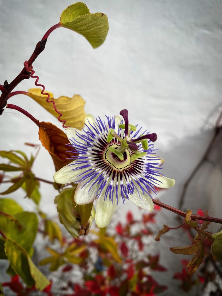 Close up of a passion flower on its vine twining around a small fruit tree in front of a whitewashed wall.