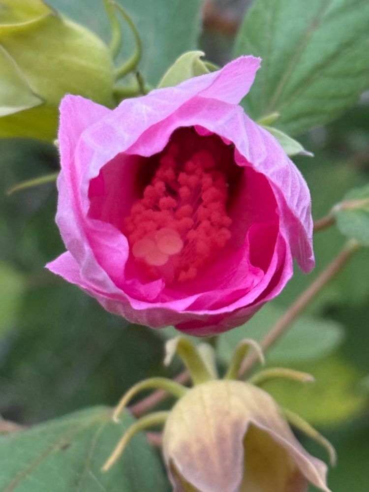 Pink hardy hibiscus 