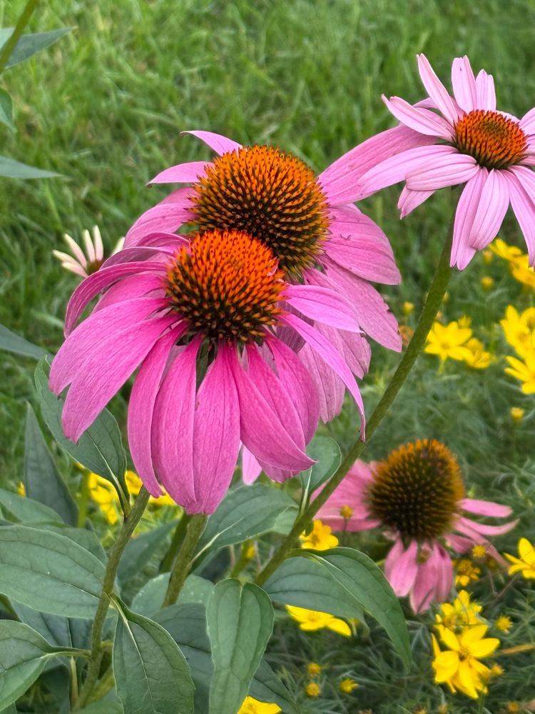 Purple coneflower 