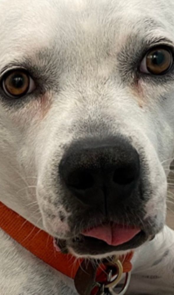 Close up of Snoop after sedation. 
Who’s a good boy! 🐶