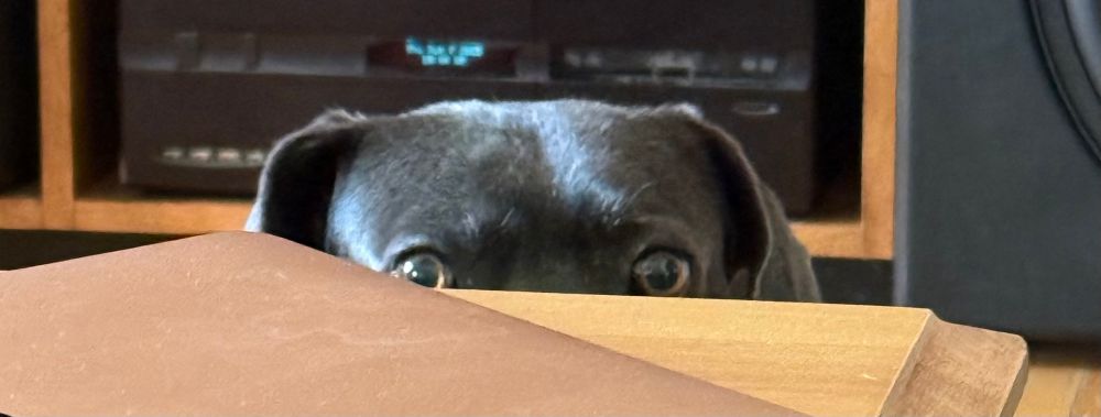 Dog’s eyes peering over the coffee table. 