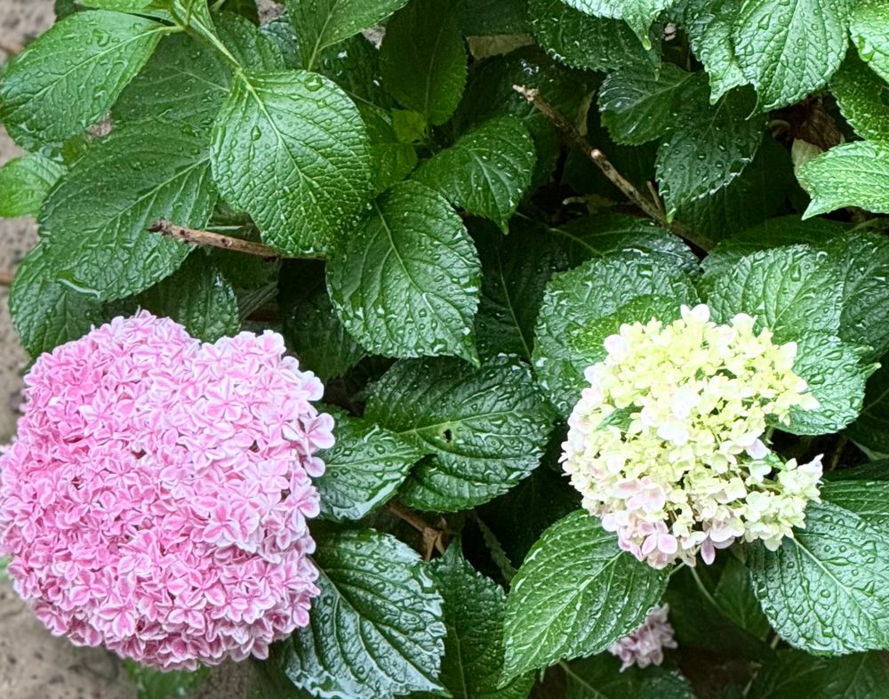 July 31, 2025 
peppermint hydrangeas 