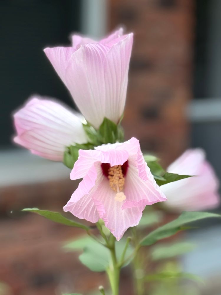 Pink hardy hibiscus blooms