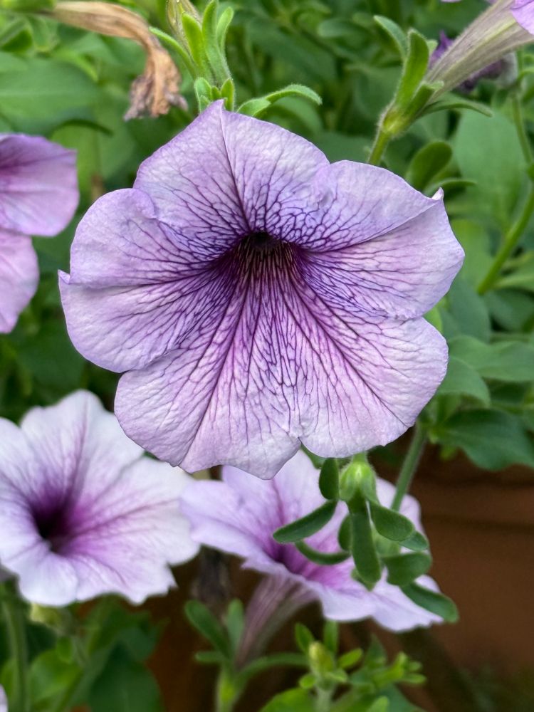 Petunias 