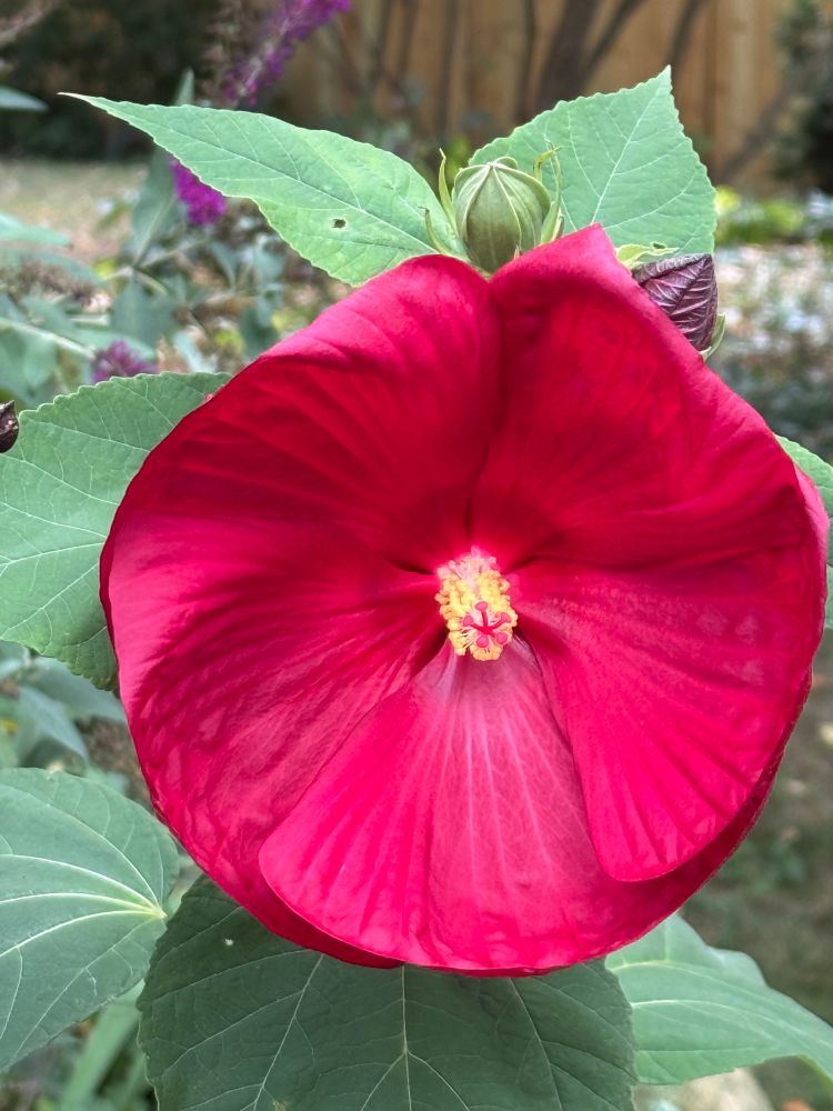 Hardy hibiscus 🌺 