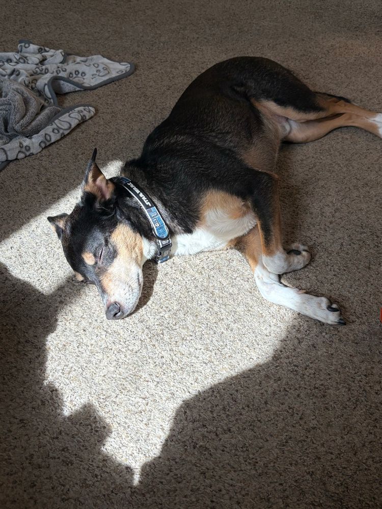 A sleeping black, tan, and white dog in a blue Star Wars collar laying in a patch of sun on a beige carpeted floor.