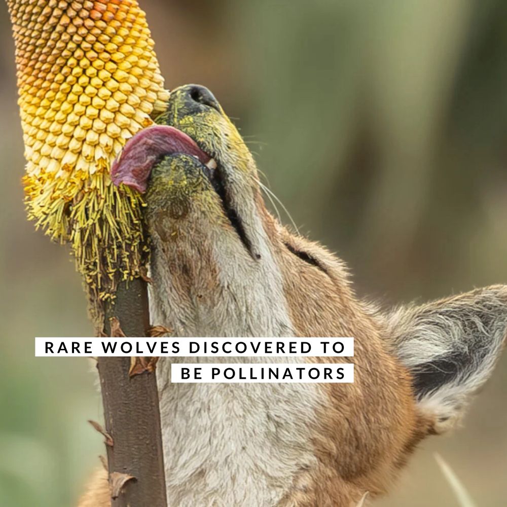 The wolf is rusty coloured, with cream neck and chest. The wolf’s head is stretched upward locking the nectar of the yellow tall conical flowers of red hot poker succulent aloe plants native to Africa - the flowers are a similar shape to pine cones, sitting atop thick long grey-brown stems. The tongue of the wolf is visible. There is yellow pollen all over it, the muzzle of the wolf. The wolf looks soft.