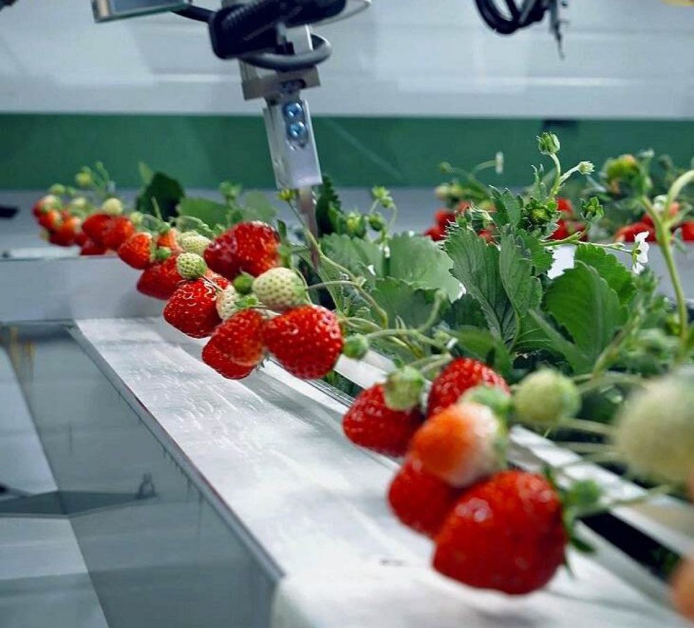 U.S. Startup Run by Japanese Entrepreneur Opens World’s Largest Strawberry Factory Near New York