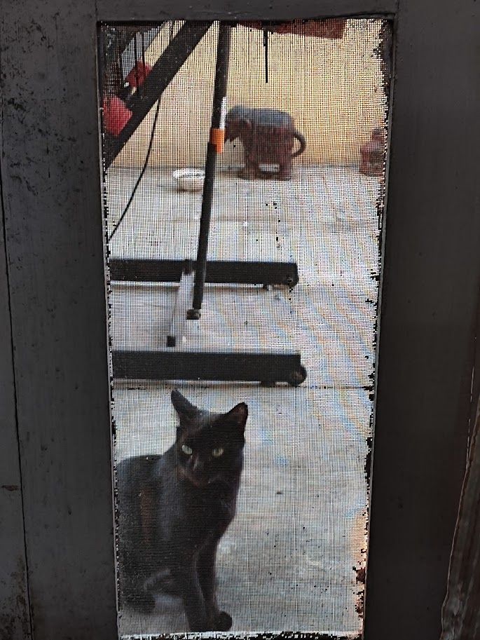black cat sitting at my net door, looking in. 