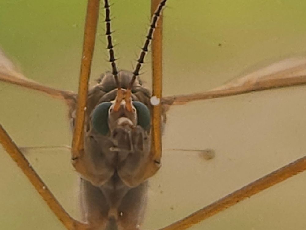 Close-up of crane fly on my window