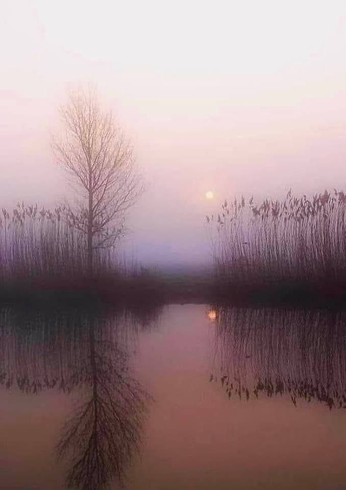 Étang au petit matin d'hiver brumeux avec végétation en silhouette et arrière plan sur l'autre berge. La végétation et le soleil se reflètent dans l'eau.
Paysage reflets rose orangé.