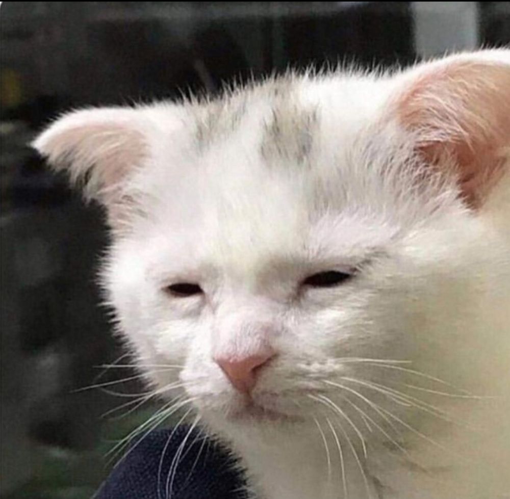 Chat blanc tëte de face, yeux mi clos, l'air complètement endormi et fatigué.